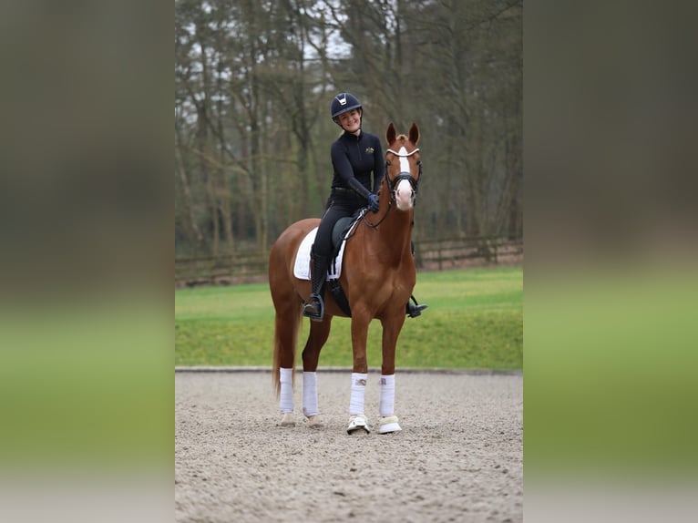 Box Frei, Full Sevice, Einsteller gesucht, Reitstall Box Frei, Full Sevice, Einsteller gesucht, Reitstall