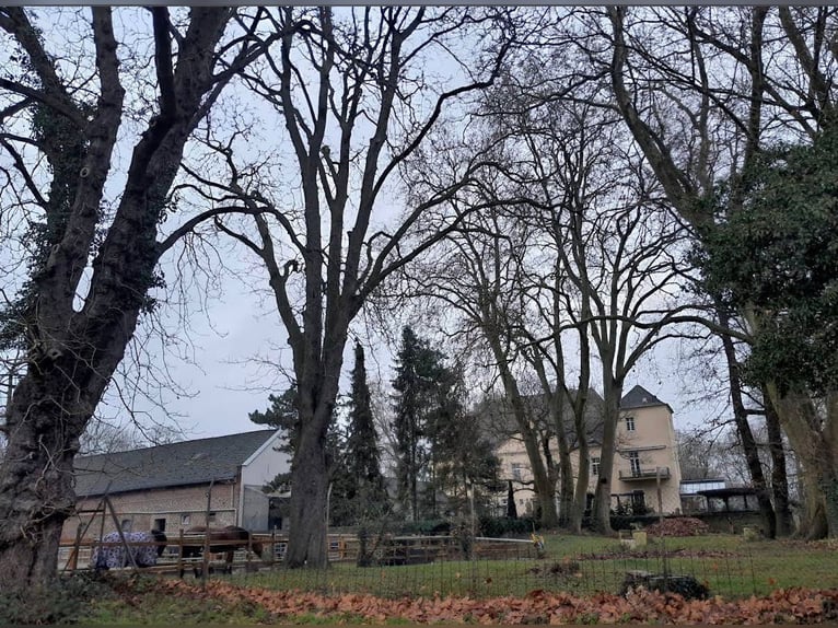 Box mit eigenem Paddock und Weide, zentrumnah