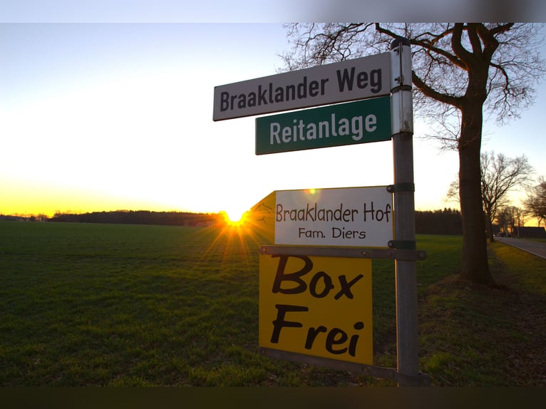 Box per cavalli disponibili presso il Braaklander Hof vicino a Neerstedt!