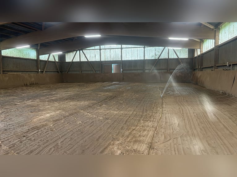 Box per cavalli spaziose disponibili da subito in affitto