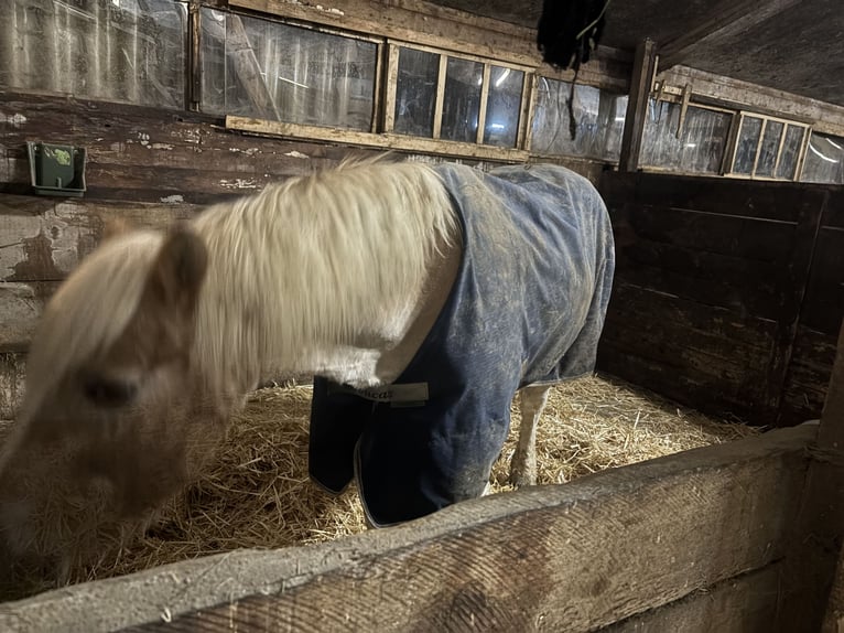 Box per cavalli spaziose disponibili da subito in affitto