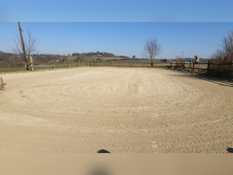 Box per cavallo disponibile