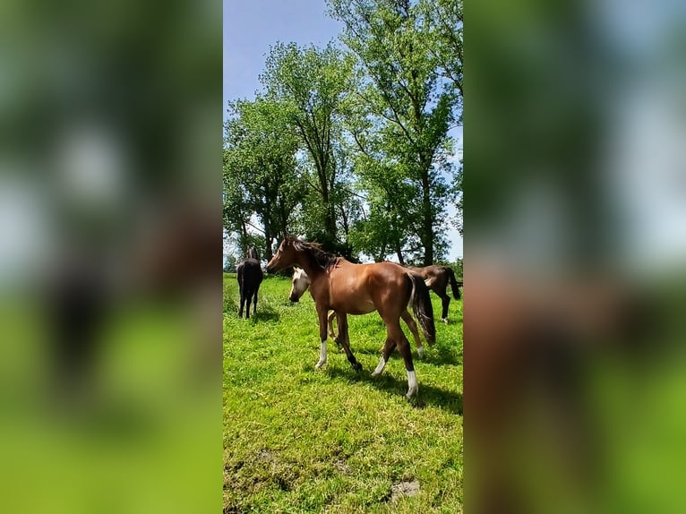 Box per pony (anziano) disponibile presso fattoria privata sulla costa del Mare del Nord