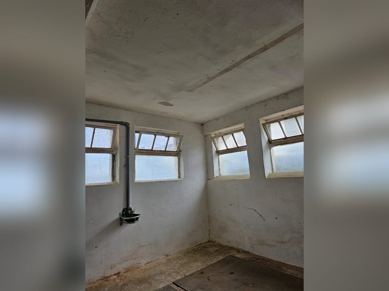 Boxe libere per cavalli