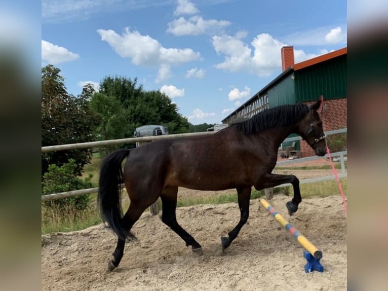 Boxen auf Top ausgestatteter Reitsportanlage frei ab 1.4.2025