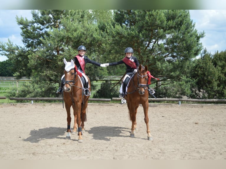 Centro equestre Elisenau | Berlino Nord-Est | Pensione per cavalli | Addestramento