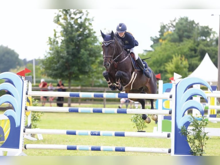 Centro equestre Elisenau | Berlino Nord-Est | Pensione per cavalli | Addestramento