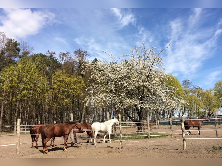 Centro equestre Elisenau | Berlino Nord-Est | Pensione per cavalli | Addestramento