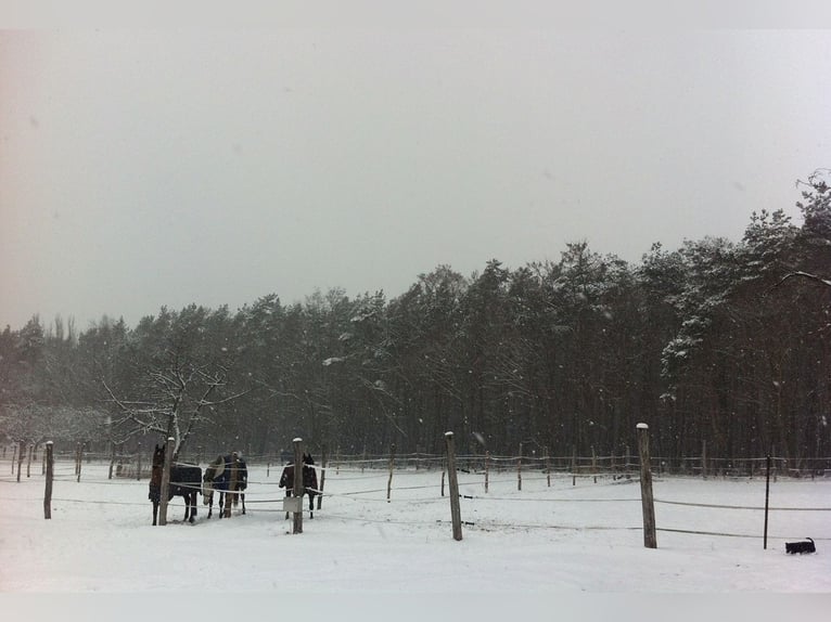 Centro equestre Elisenau | Berlino Nord-Est | Pensione per cavalli | Addestramento
