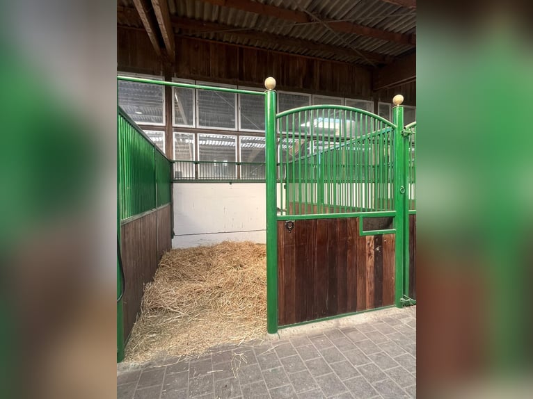 Ampi paddock e box interni in affitto