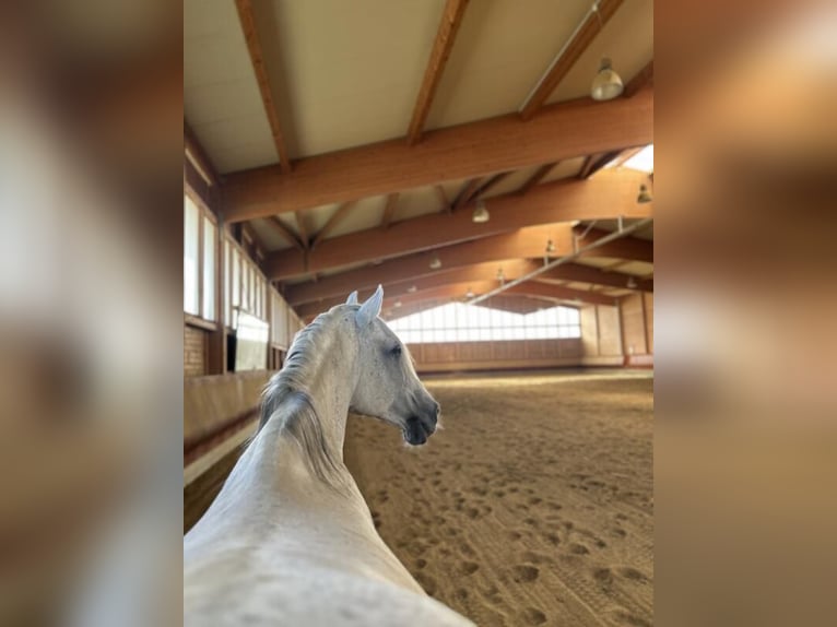 Ampie paddock box in un moderno centro equestre