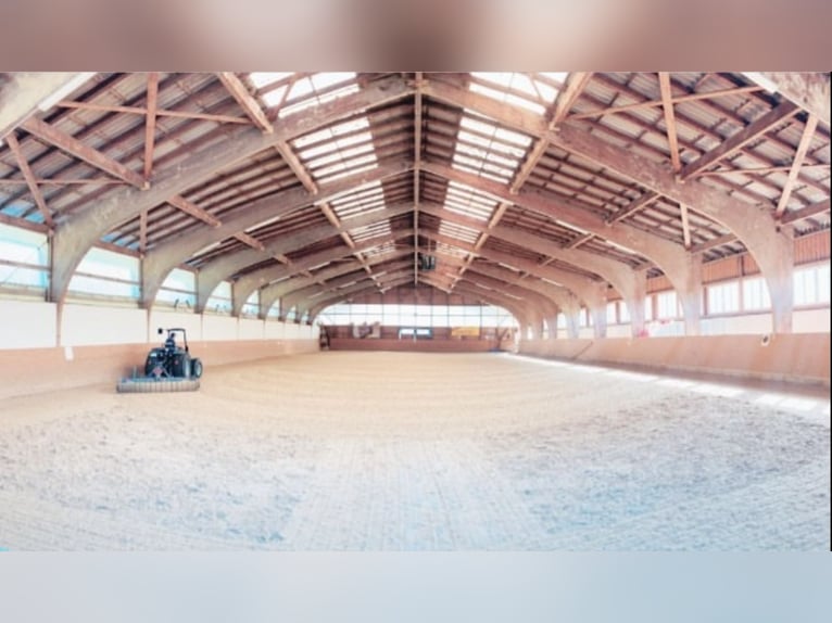 Attualmente, presso il nostro splendido maneggio, è disponibile una paddock box con pensione complet