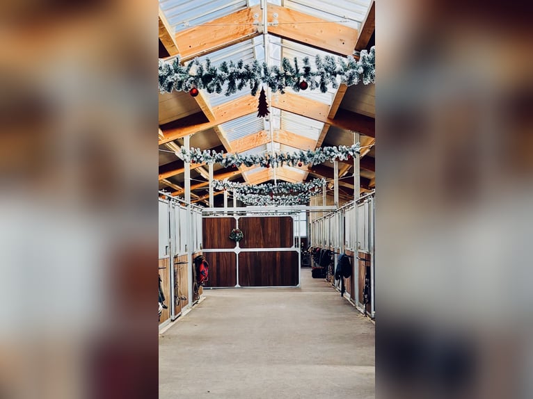 Attualmente, presso il nostro splendido maneggio, è disponibile una paddock box con pensione complet