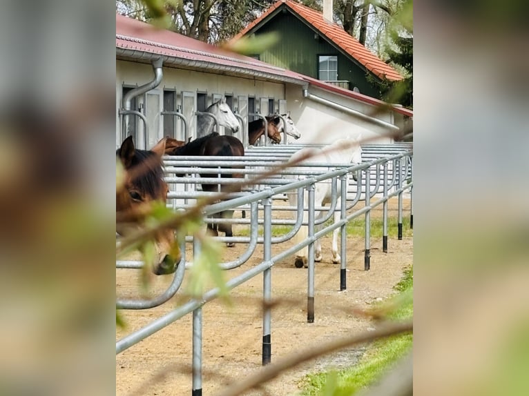 Attualmente, presso il nostro splendido maneggio, è disponibile una paddock box con pensione complet