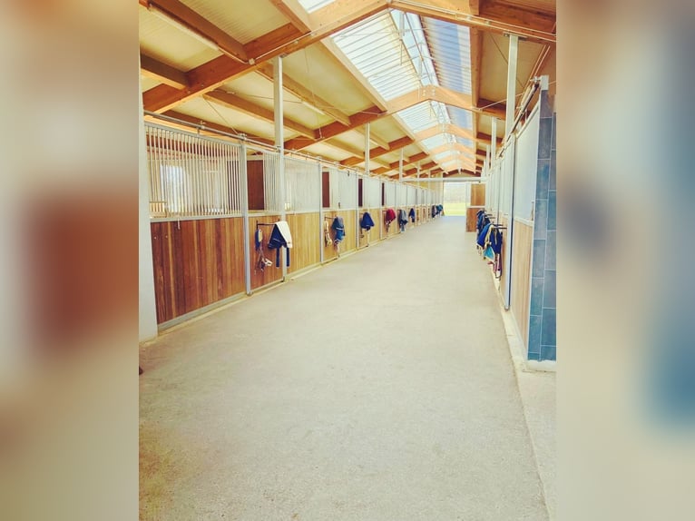 Attualmente, presso il nostro splendido maneggio, è disponibile una paddock box con pensione complet