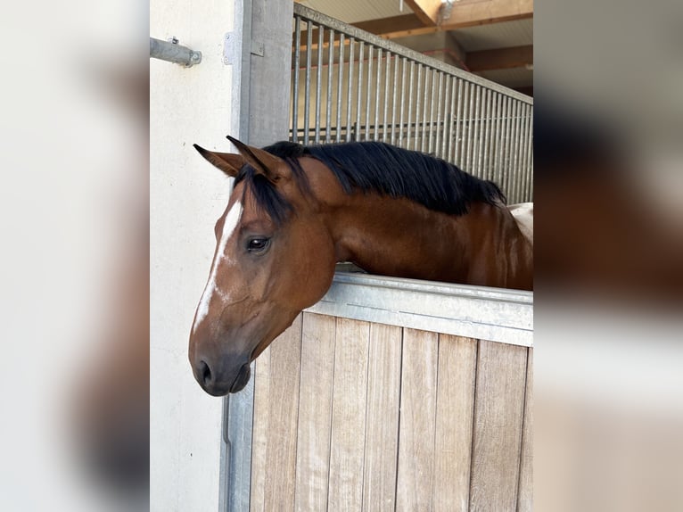 Attualmente, presso il nostro splendido maneggio, è disponibile una paddock box con pensione complet