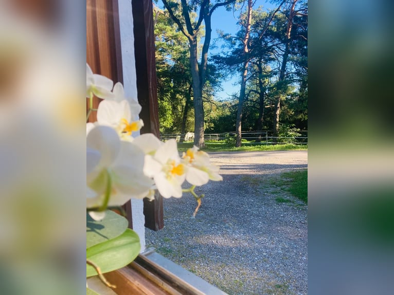 Attualmente, presso il nostro splendido maneggio, è disponibile una paddock box con pensione complet