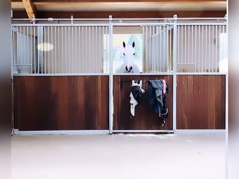 Attualmente, presso il nostro splendido maneggio, è disponibile una paddock box con pensione complet