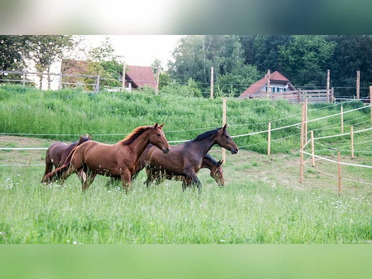 Bei uns wird artgerechte Pferdehaltung groß geschrieben - Stutenplatz frei!