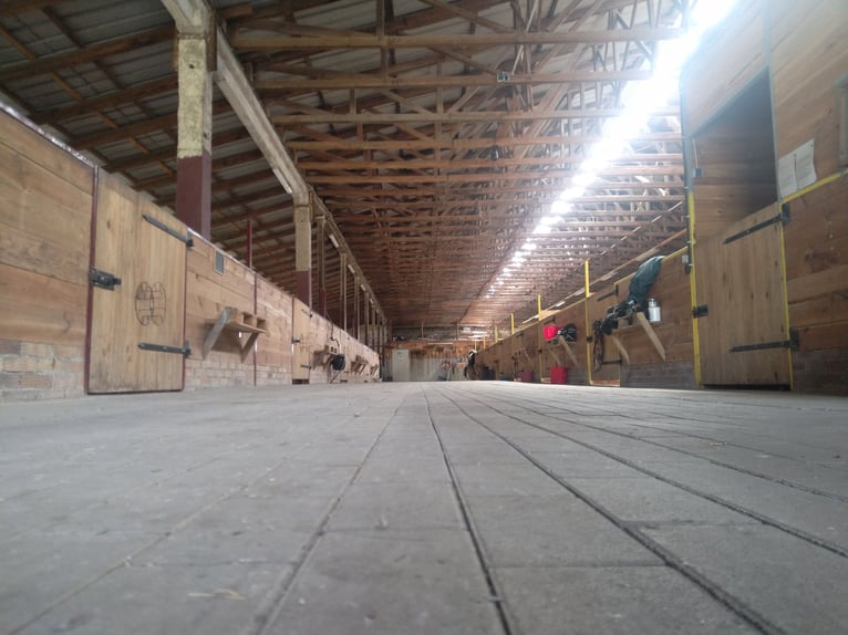 Box con paddock XXL in pensione completa