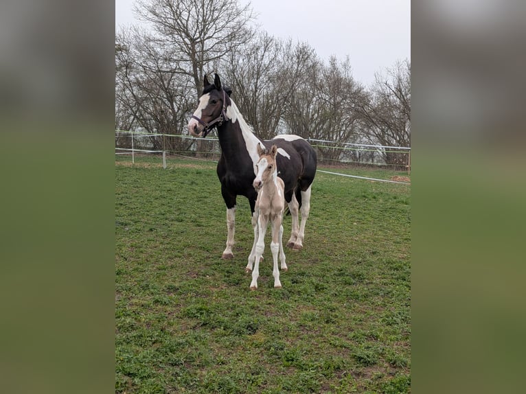 Box disponibili a 88518