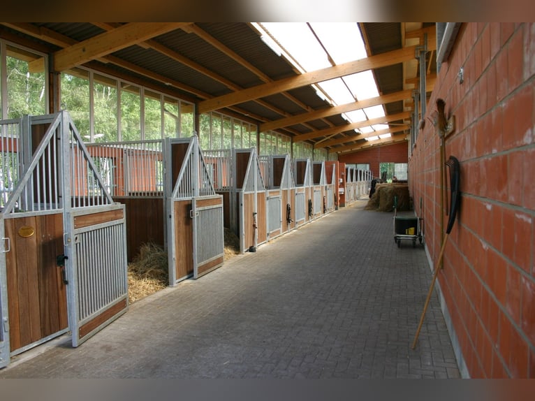 Box e box di paddock moderne, luminose e arieggiate, e un tratto di stalla in una splendida tenuta e