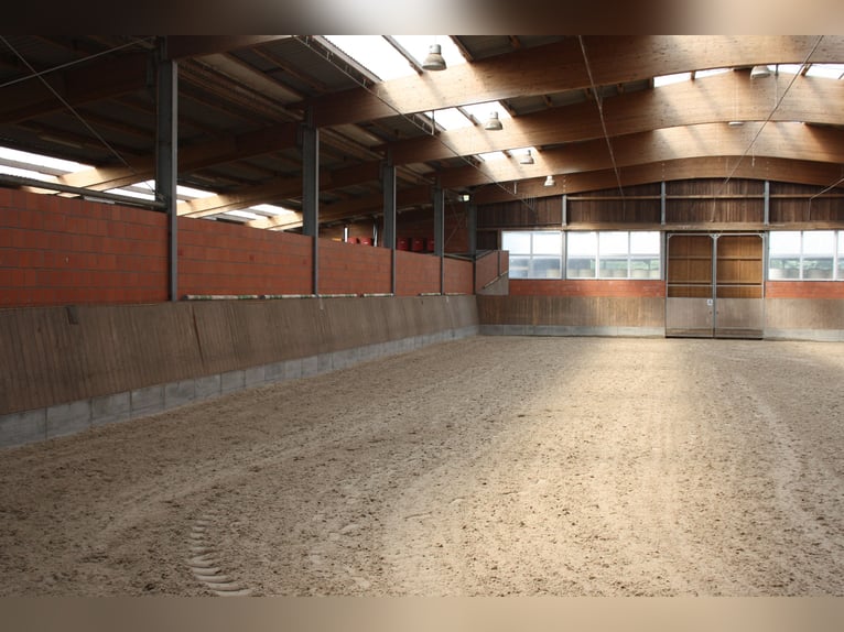 Box e box di paddock moderne, luminose e arieggiate, e un tratto di stalla in una splendida tenuta e