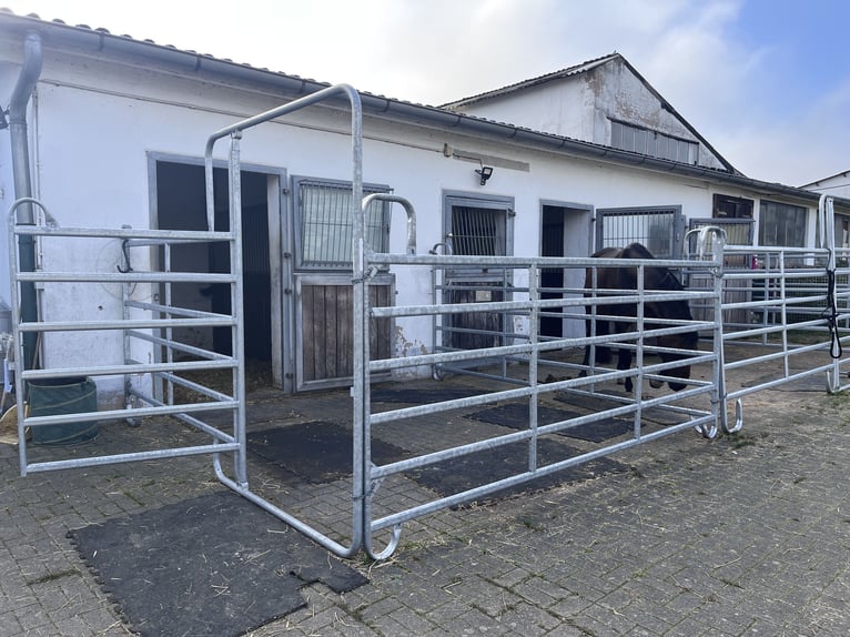 Box esterna/paddock disponibile - possibile mantenimento di stallone