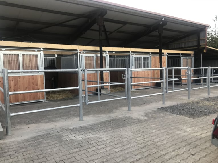 🐴 Box in paddock ab 1 ottobre 2026 a Murr – Pacchetto tutto incluso