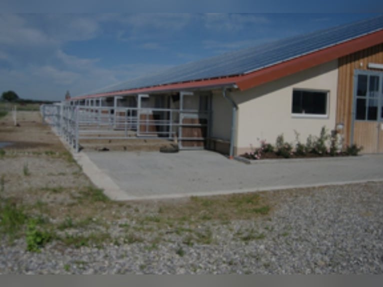 Box in paddock available for rent