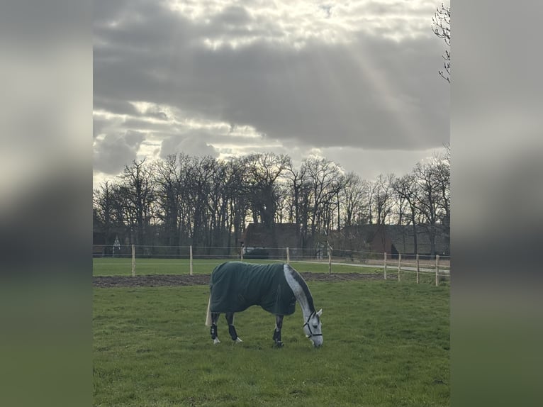 Box in paddock disponibili