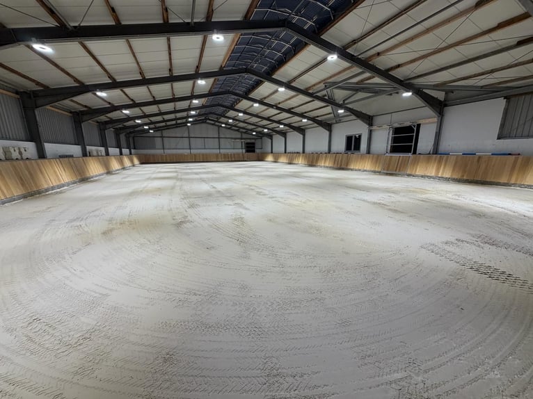 Box in paddock disponibili