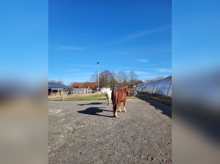 Box in paddock for training horse available
