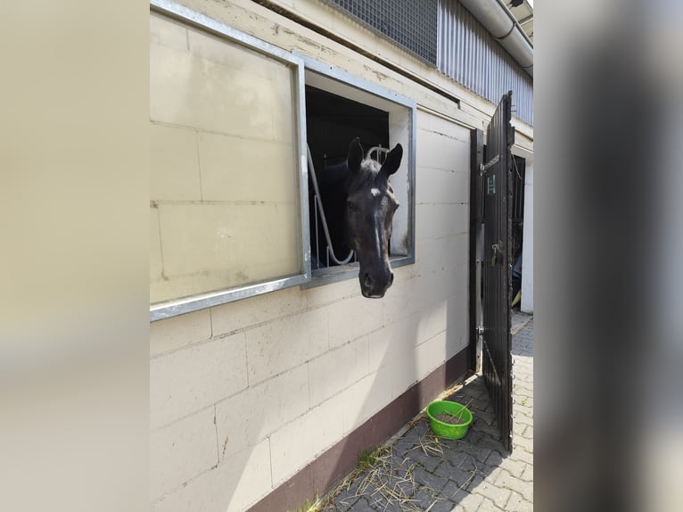 Box in paddock with full board