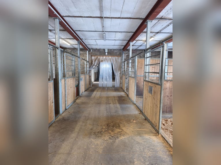 Box in paddock with full board or self-care options