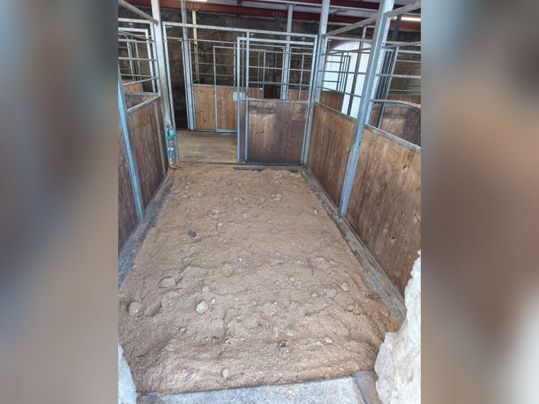 Box in paddock with full board or self-care options