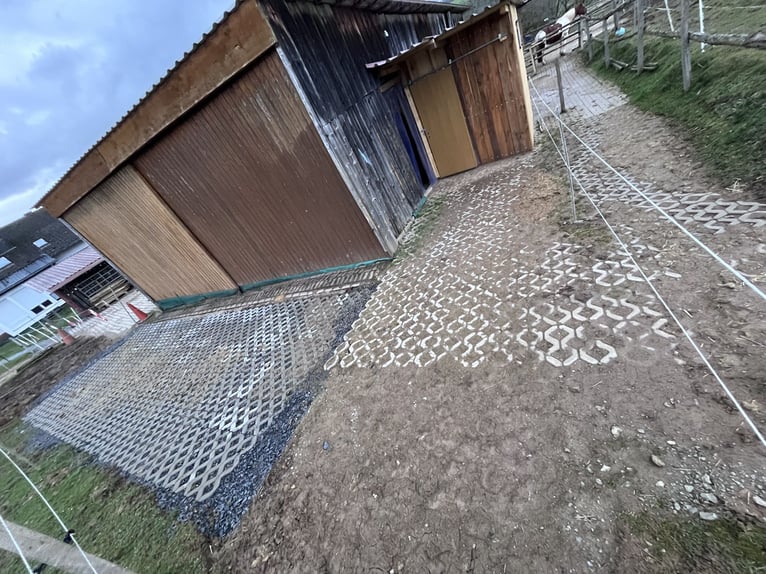 Box in paddock with full board | Suitable for allergy sufferers