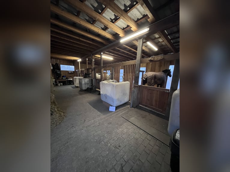 Box in paddock with full board | Suitable for allergy sufferers