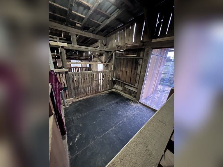 Box in paddock with full board | Suitable for allergy sufferers