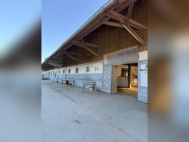 Box individuali e con finestra, vicino alla Svizzera, pensione completa e addestramento, arena coper