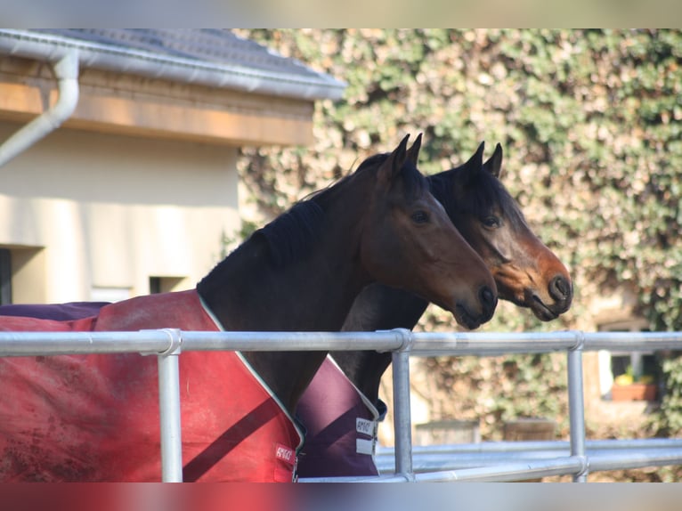 Box paddock disponibile a Rulle vicino a Osnabrück