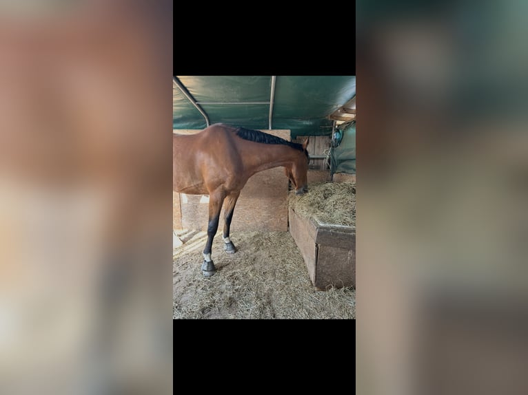 Box paddock disponibile