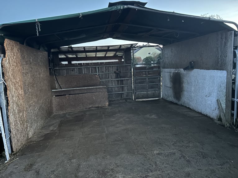 Box paddock disponibile