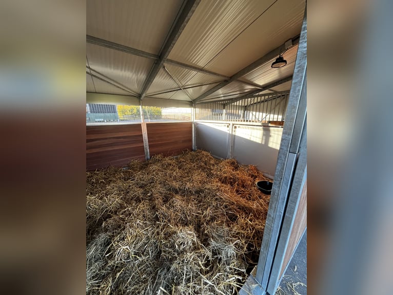 Box singola in paddock