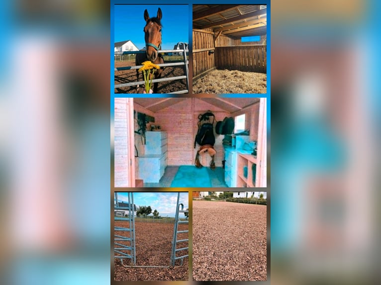 Box singola in paddock disponibile