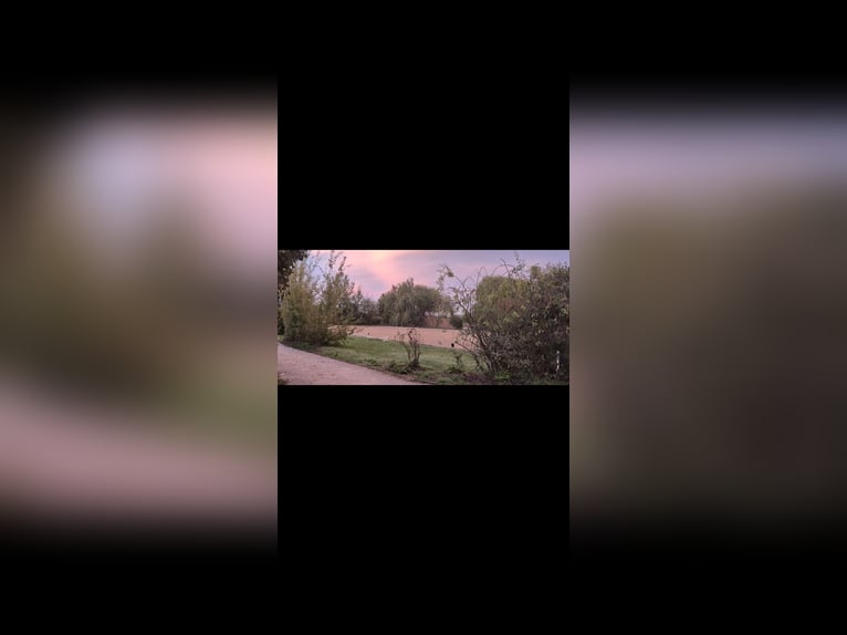 Box singoli disponibili per il paddock