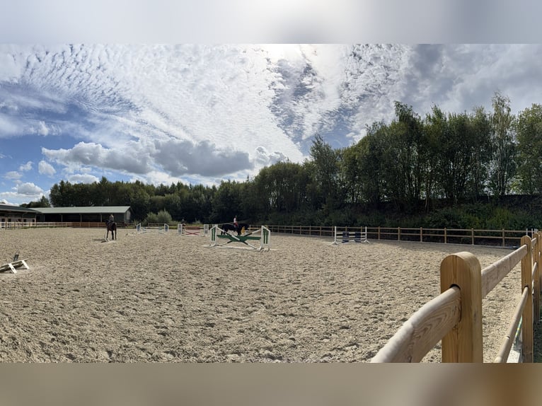 Boxe paddock/finestra/box interne/stalla libera