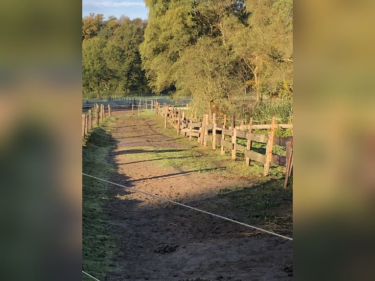 Boxen, Offenstallplatz 