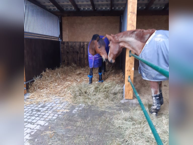 Da dalla primavera del 2026 / Disponibile 1 box in paddock