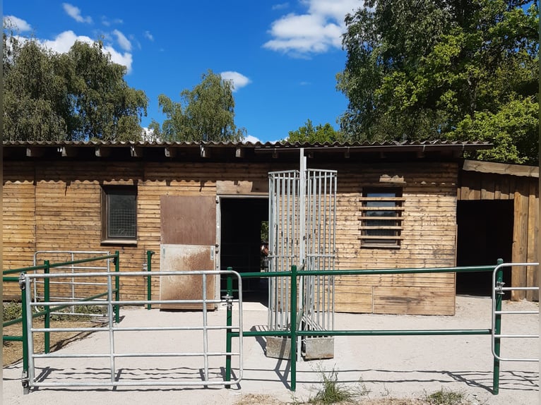 Da dalla primavera del 2026 / Disponibile 1 box in paddock